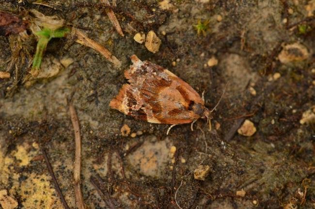 Red-barred Tortrix (Ditula angustiorana), adult. Trimdon Grange, 21-07-2019. Copyright Bob Mawson.