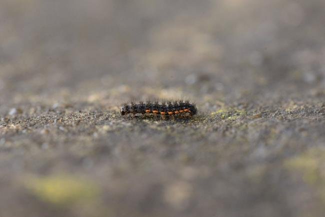 Common Footman (Eilema lurideola), larval. Trimdon Grange, 12-11-2018. Copyright Bob Mawson.