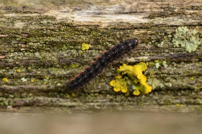 Common Footman (Eilema lurideola), larval. Trimdon Grange, 28-04-2019. Copyright Bob Mawson.