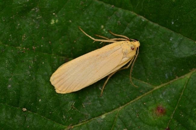 Buff Footman (Eilema depressa), adult. Raisby Way, 04-08-2018. Copyright Bob Mawson.