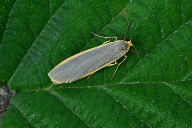 Common Footman (Eilema lurideola), adult. Trimdon Grange, 14-07-2018. Copyright Bob Mawson.