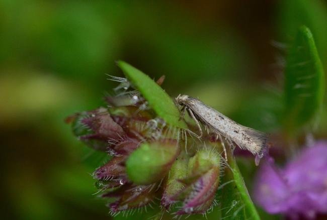 Elachista biatomella, adult. Kelloe Bank, 16-06-2016. Copyright Bob Mawson.