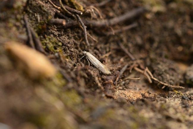 Elachista rufocinerea, adult. Kelloe Bank, 10-06-2018. Copyright Bob Mawson.