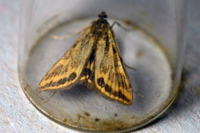 Brown China-mark (Elophila nymphaeata), adult. Trimdon Colliery, 04-07-2022. Copyright Bob Mawson.