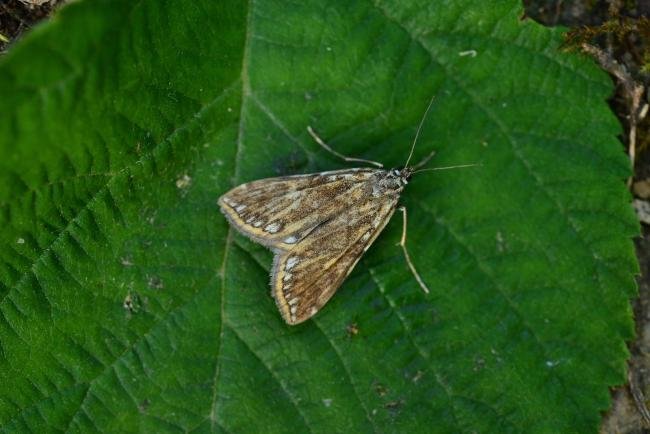 Brown China-mark (Elophila nymphaeata), adult. Kelloe Bank, 18-06-2018. Copyright Bob Mawson.