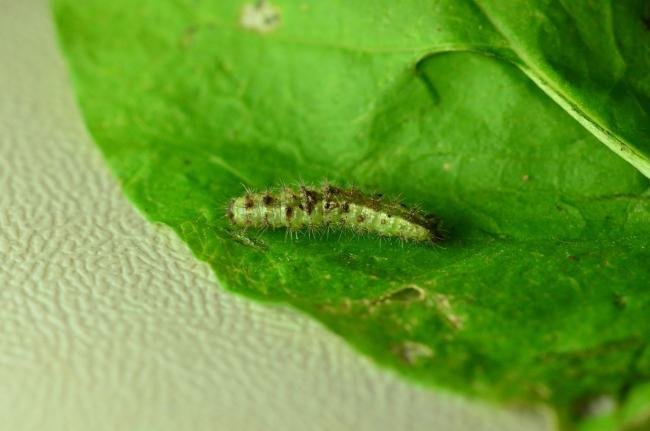 Common Plume (Emmelina monodactyla), larval. Trimdon Grange, 09-09-2019. Copyright Bob Mawson.