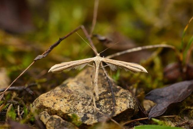 Common Plume (Emmelina monodactyla), adult. Raisby Way, 06-11-2018. Copyright Bob Mawson.