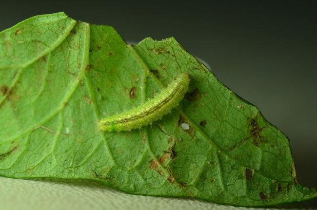 Common Plume (Emmelina monodactyla), larval. Trimdon Grange, 07-09-2019. Copyright Bob Mawson.