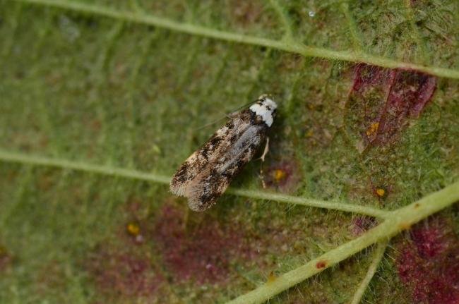 White-shouldered House-moth (Endrosis sarcitrella), adult. Trimdon Grange, 24-11-2017. Copyright Bob Mawson.