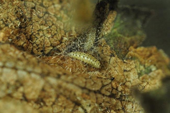 Epermenia chaerophyllella, larval. Trimdon Grange, 13-07-2021. Copyright Bob Mawson.