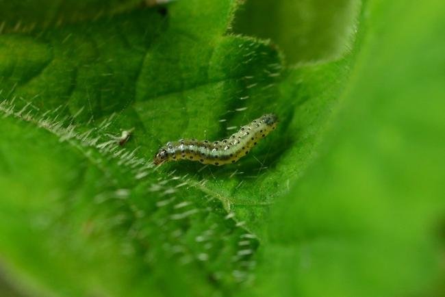 Epermenia chaerophyllella, larval. Hurworth Burn Reservoir, 07-06-2022. Copyright Bob Mawson.