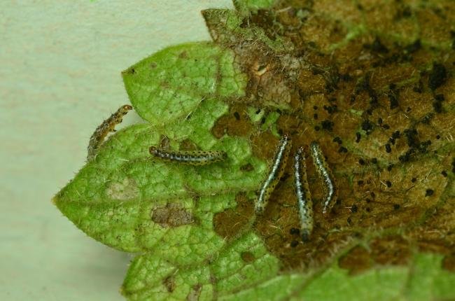 Epermenia chaerophyllella, larval. Kelloe Bank, 05-09-2023. Copyright Bob Mawson.