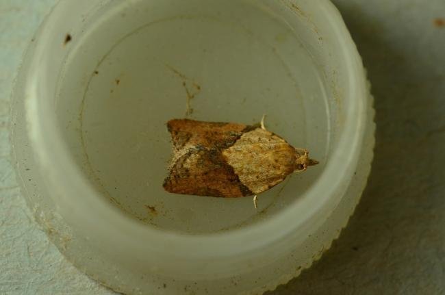 Light Brown Apple Moth (Epiphyas postvittana), adult. Trimdon Grange, 04-09-2020. Copyright Bob Mawson.