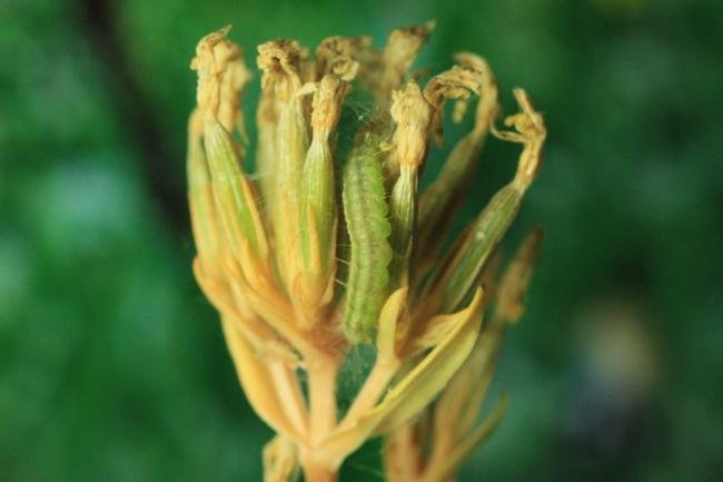 Light Brown Apple Moth (Epiphyas postvittana), larval. Trimdon Grange, 05-08-2022. Copyright Bob Mawson.