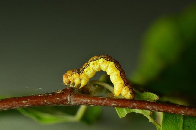 Mottled Umber (Erannis defoliaria), larval. Trimdon Colliery, 08-06-2019. Copyright Bob Mawson.