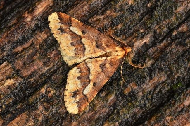 Mottled Umber (Erannis defoliaria), adult. Trimdon Grange, 19-12-2018. Copyright Bob Mawson.