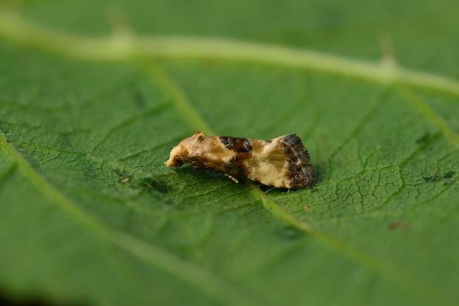 Eupoecilia angustana, adult. Kelloe Bank, 01-06-2018. Copyright Bob Mawson.