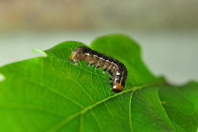 Satellite (Eupsilia transversa), larval. Cleveland Gorse, 03-06-2020. Copyright Bob Mawson.