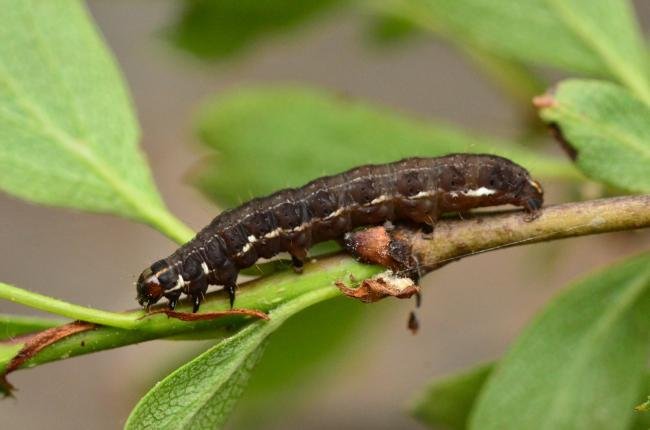 Satellite (Eupsilia transversa), larval. Trimdon Grange, 31-05-2019. Copyright Bob Mawson.