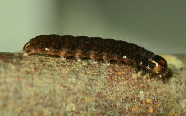 Satellite (Eupsilia transversa), larval. Brierley Wood, 11-06-2023. Copyright Bob Mawson.