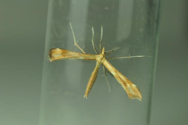 Yarrow Plume (Gillmeria pallidactyla), adult. Kelloe Bank, 06-07-2021. Copyright Bob Mawson.