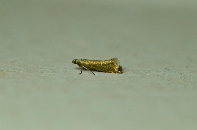 Glyphipterix thrasonella, adult. Brierley Wood, 12-06-2023. Copyright Bob Mawson.