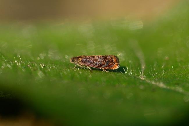 Grapholita janthinana, adult. Trimdon Grange, 27-06-2018. Copyright Bob Mawson.