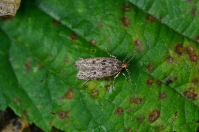 Brown House-moth (Hofmannophila pseudospretella), adult. Trimdon Grange, 18-07-2019. Copyright Bob Mawson.