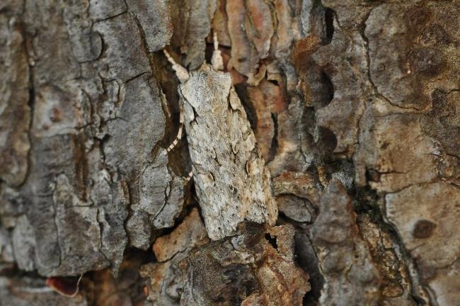 Grey Shoulder-knot (Lithophane ornitopus), adult. Trimdon Grange, 14-11-2017. Copyright Bob Mawson.