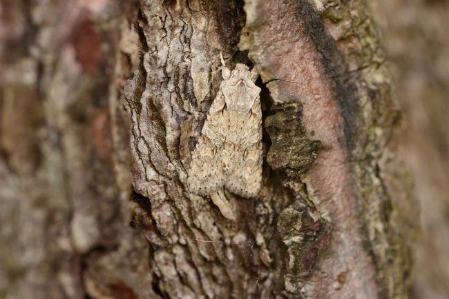 Grey Shoulder-knot (Lithophane ornitopus), adult. Trimdon Grange, 29-10-2017. Copyright Bob Mawson.