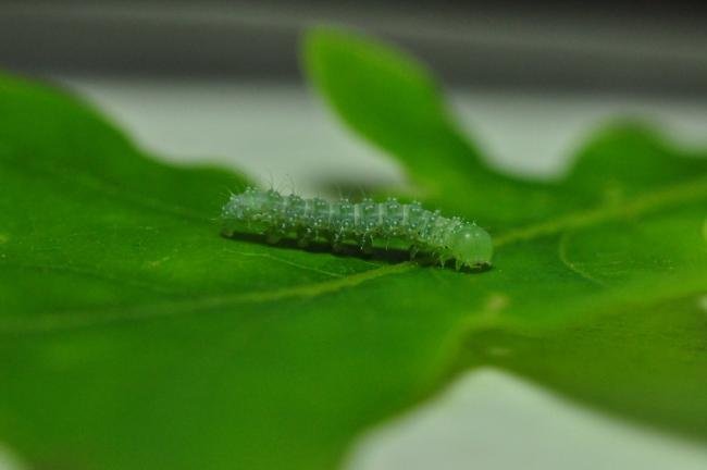 Grey Shoulder-knot (Lithophane ornitopus), larval. Trimdon Colliery, 30-05-2020. Copyright Bob Mawson.