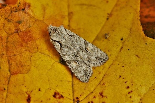 Grey Shoulder-knot (Lithophane ornitopus), adult. Trimdon Colliery, 14-10-2019. Copyright Bob Mawson.