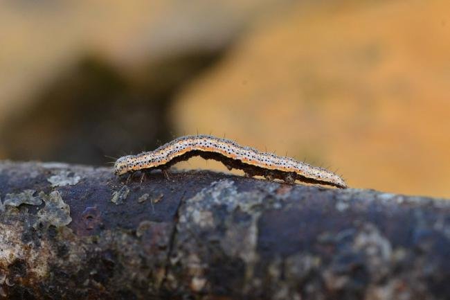 Blackneck (Lygephila pastinum), larval. Kelloe Bank, 15-11-2018. Copyright Bob Mawson.