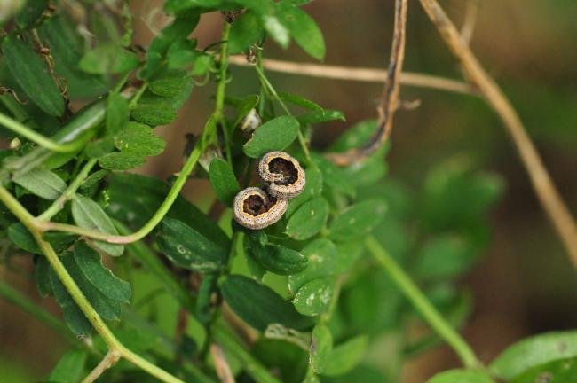 Blackneck (Lygephila pastinum), larval. Trimdon Grange, 23-10-2018. Copyright Bob Mawson.