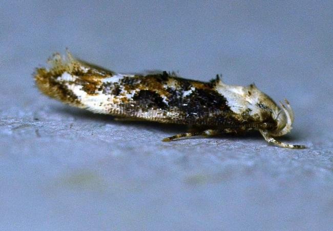 Mompha propinquella, adult. Trimdon Colliery, 17-08-2023. Copyright Bob Mawson.