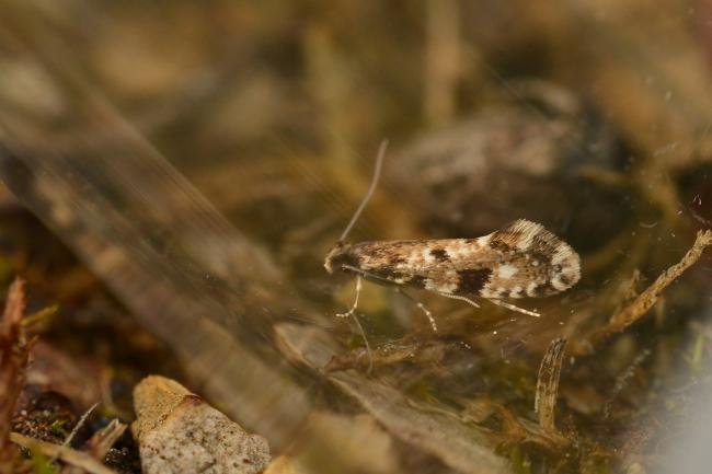 Cork Moth (Nemapogon cloacella), adult. Trimdon Grange, 13-07-2016. Copyright Bob Mawson.