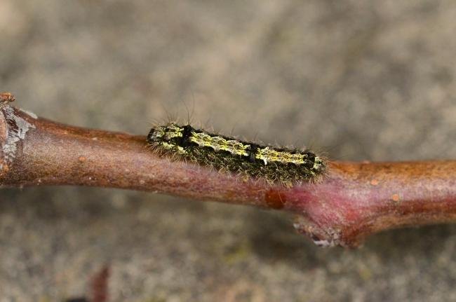 Buff Footman (Eilema depressa), larval. Trimdon Grange, 02-06-2019. Copyright Bob Mawson.