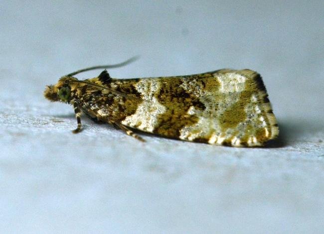 Orthotaenia undulana, adult. Brierley Wood, 09-06-2023. Copyright Bob Mawson.