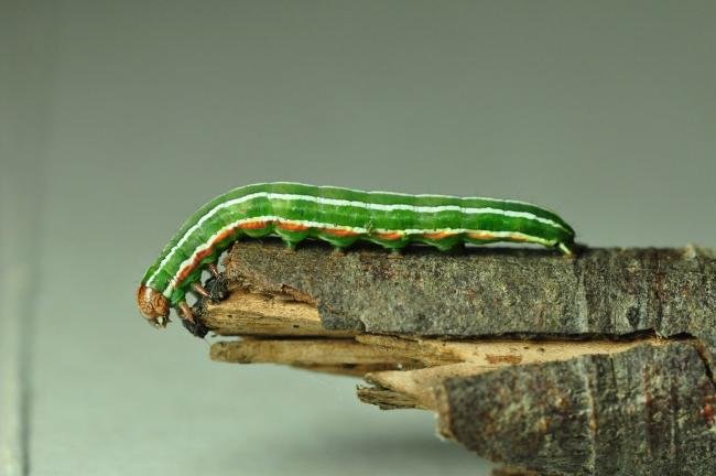 Pine Beauty (Panolis flammea), larval. Trimdon Grange, 02-07-2021. Copyright Bob Mawson.