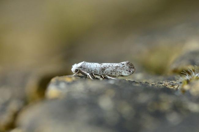 Paraswammerdamia albicapitella, adult. Trimdon Grange, 18-07-2018. Copyright Bob Mawson.