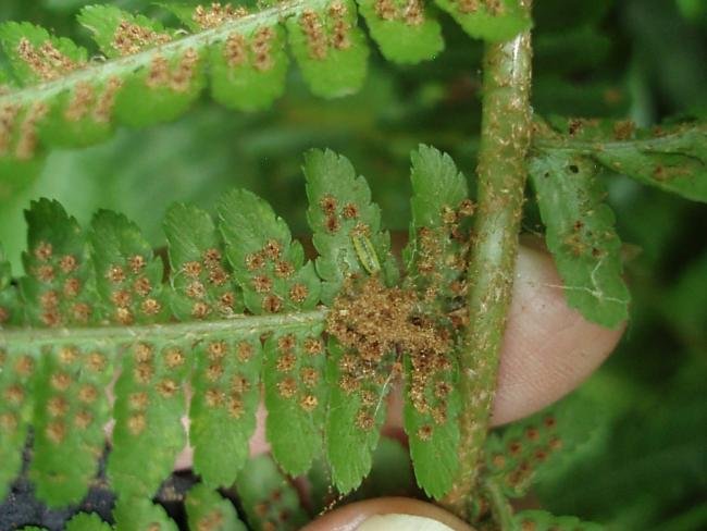 Psychoides filicivora, larval. Ferryhill Carrs, 28-08-2022. Copyright Bob Mawson.