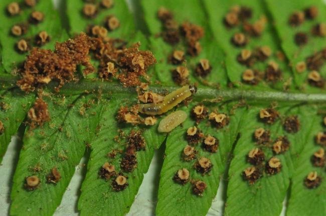 Psychoides filicivora, larval. Bishop Middleham Quarry, 24-08-2022. Copyright Bob Mawson.