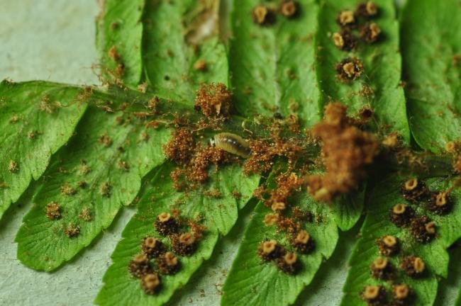 Psychoides filicivora, larval. Bishop Middleham Quarry, 24-08-2022. Copyright Bob Mawson.