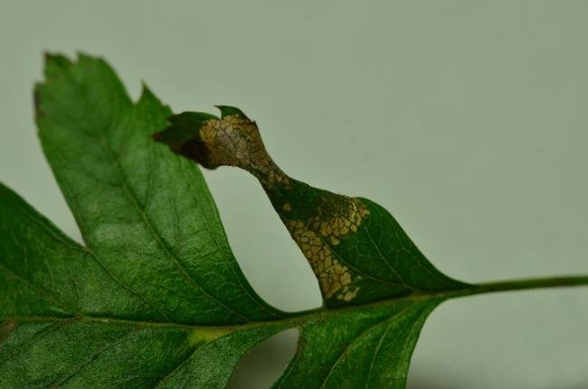 Phyllonorycter oxyacanthae, mine. Coxhoe, 24-10-2020. Copyright Bob Mawson.