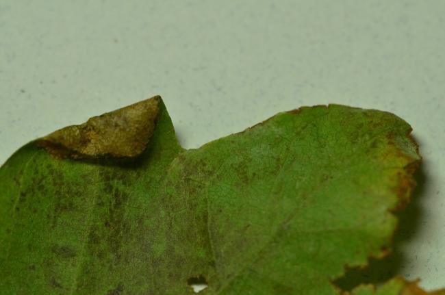 Phyllonorycter acerifoliella, mine. Coxhoe, 24-10-2020. Copyright Bob Mawson.