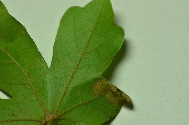 Phyllonorycter acerifoliella, mine. Coxhoe, 24-10-2020. Copyright Bob Mawson.