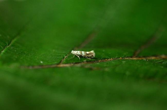 Phyllonorycter acerifoliella, adult. Trimdon Grange, 14-08-2020. Copyright Bob Mawson.