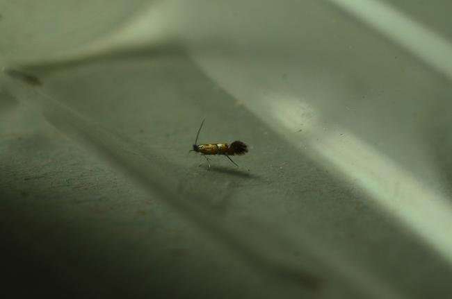 Phyllonorycter lautella, adult. Trimdon Colliery, 20-08-2020. Copyright Bob Mawson.