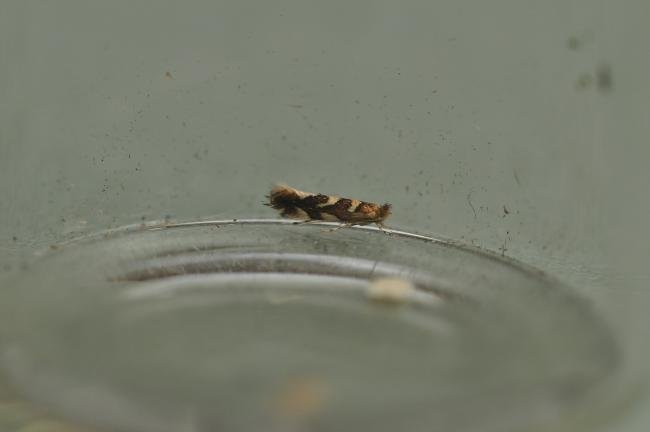 Phyllonorycter muelleriella, adult. Trimdon Colliery, 09-06-2020. Copyright Bob Mawson.