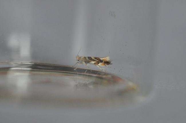 Phyllonorycter muelleriella, adult. Trimdon Colliery, 09-06-2020. Copyright Bob Mawson.